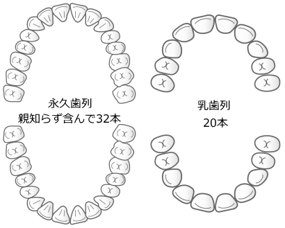 歯の本数