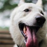 動物の歯のふしぎ～人間の歯と違う？～