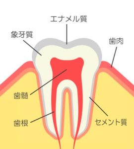 歯の中はどうなっているの？～歯の構造について～