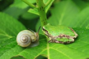 動物の歯の不思議～歯の数に違いはあるの？～