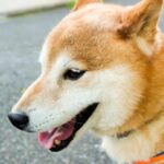 動物は歯磨きをしなくても虫歯にならない？