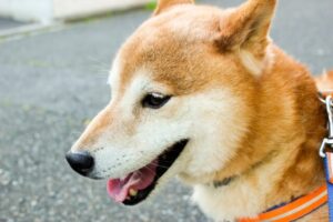 動物は歯磨きをしなくても虫歯にならない？